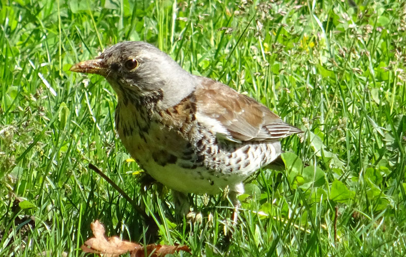 Turdus pilaris (Cesena)